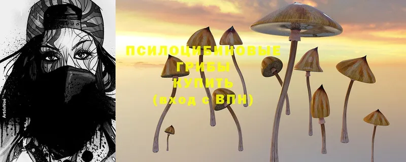 как найти закладки  Буй  Псилоцибиновые грибы Magic Shrooms 